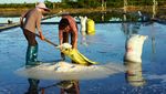 Potret Petani Memanen Garam di Leqing China