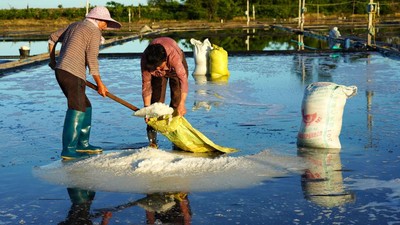 Potret Petani Memanen Garam di Leqing China