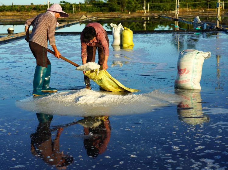 Potret Petani Memanen Garam di Leqing China