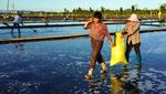 Potret Petani Memanen Garam di Leqing China