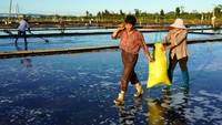 Pekerja membawa karung yang berisikan garam untuk diproduksi dan dijual.