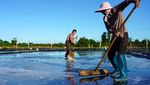 Potret Petani Memanen Garam di Leqing China