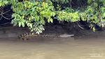 Ada Ancaman Maut Mengintai di Balik Keindahan Sungai Batang Sikabau