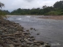 Video: Bidan di Pasaman Berenang Sebrangi Sungai Demi Obati Pasien TBC