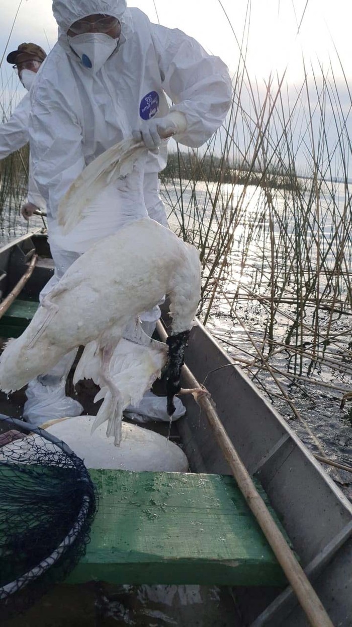 Personal protective equipment (PPE) is burned alongside the carcasses of black-necked swans that were found dead in Taim Ecological Reserve, after their samples have been collected to be sent to a laboratory in Sao Paulo to determine whether they died of bird flu, in Rio Grande, Rio Grande do Sul state, Brazil May 25, 2023. ESEC Taim/Handout via REUTERS ATTENTION EDITORS - THIS IMAGE HAS BEEN SUPPLIED BY A THIRD PARTY. NO RESALES. NO ARCHIVES