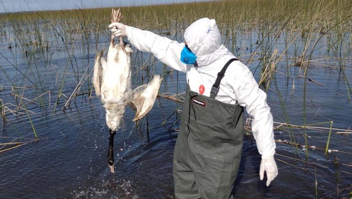 Personal protective equipment (PPE) is burned alongside the carcasses of black-necked swans that were found dead in Taim Ecological Reserve, after their samples have been collected to be sent to a laboratory in Sao Paulo to determine whether they died of bird flu, in Rio Grande, Rio Grande do Sul state, Brazil May 25, 2023.  ESEC Taim/Handout via REUTERS   ATTENTION EDITORS - THIS IMAGE HAS BEEN SUPPLIED BY A THIRD PARTY. NO RESALES. NO ARCHIVES