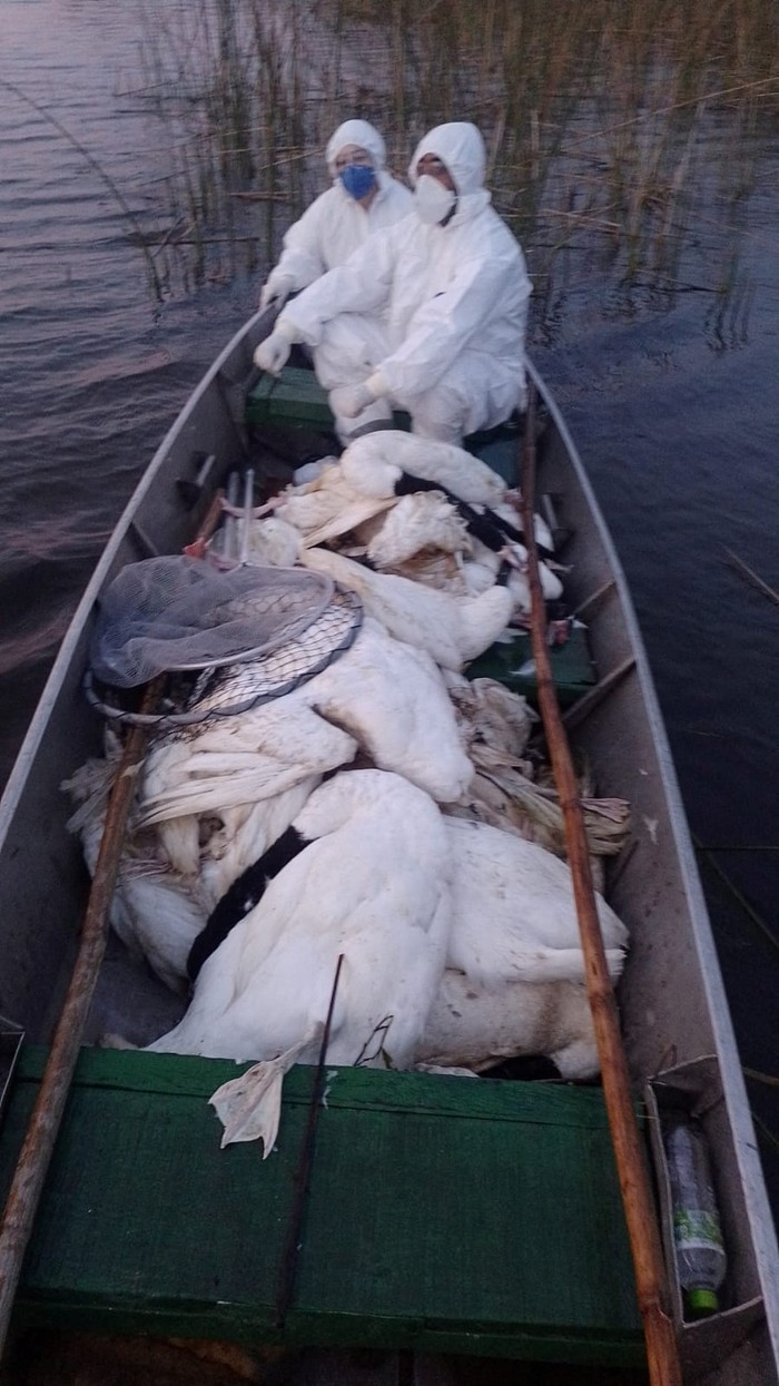 Imbas Flu Burung, Puluhan Angsa Leher Hitam Brasil Ditemukan Mati Workers collect black-necked swans that were found dead in Taim Ecological Reserve in order to send their samples to a laboratory in Sao Paulo to determine whether they died of bird flu, in Rio Grande, Rio Grande do Sul state, Brazil May 24, 2023. ESEC Taim/Handout via REUTERS ATTENTION EDITORS - THIS IMAGE HAS BEEN SUPPLIED BY A THIRD PARTY. NO RESALES. NO ARCHIVES