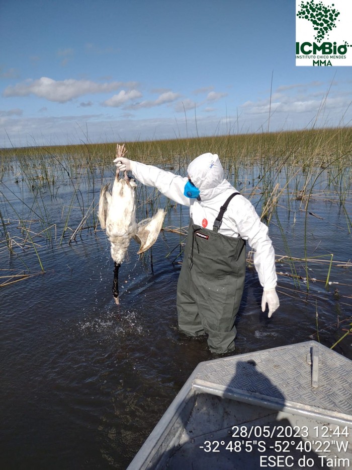 Imbas Flu Burung, Puluhan Angsa Leher Hitam Brasil Ditemukan Mati Workers collect black-necked swans that were found dead in Taim Ecological Reserve in order to send their samples to a laboratory in Sao Paulo to determine whether they died of bird flu, in Rio Grande, Rio Grande do Sul state, Brazil May 24, 2023. ESEC Taim/Handout via REUTERS ATTENTION EDITORS - THIS IMAGE HAS BEEN SUPPLIED BY A THIRD PARTY. NO RESALES. NO ARCHIVES