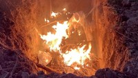 Puluhan bangkai angsa itu akhirnya dibakar.  