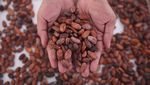AS Promosikan Produksi Kakao dan Kopi di Indonesia