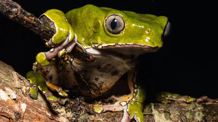Katak monyet raksasa buat kambo