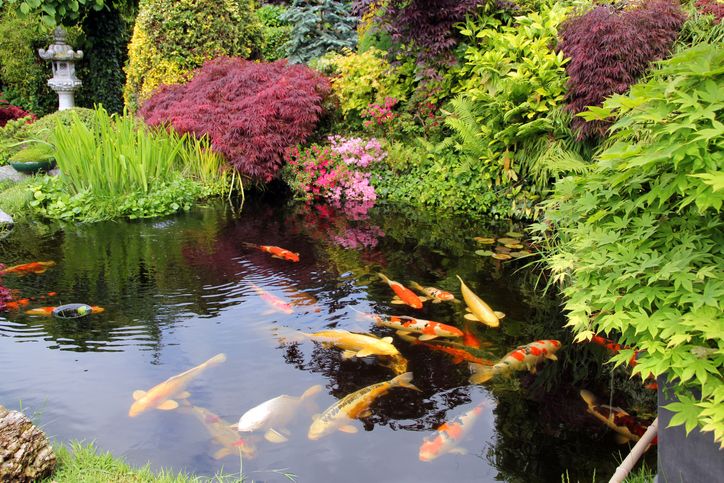 koi