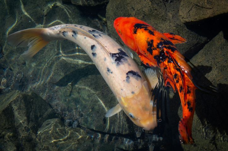 koi