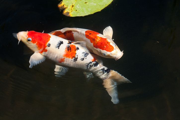 koi