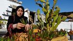 Kreatif! Pasangan di Gaza Ubah Wadah Sampah untuk Bercocok Tanam