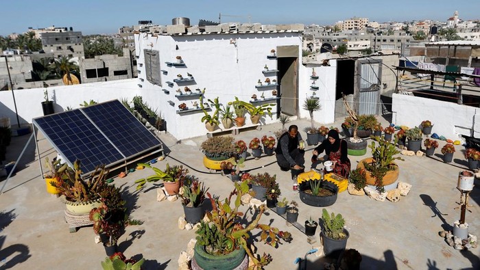Kreatif! Pasangan di Gaza Ubah Sampah Plastik untuk Bercocok Tanam A couple from Gaza, Salama and Alaa Bidwan, plant on the rooftop of their house, in Deir al-Balah town in the central Gaza Strip April 27, 2023. REUTERS/Ibraheem Abu Mustafa