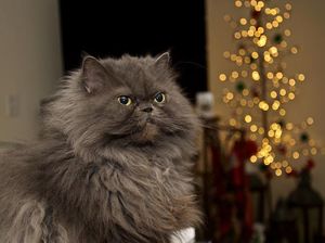 Jenis Himalayan Cat, Karakteristik, dan Cara Perawatannya untuk Cat Lovers!