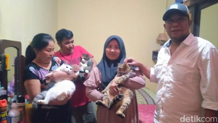 Tiga anak kucing yang baru saja disunat bernama Cipak, Cipung, dan Ciko.