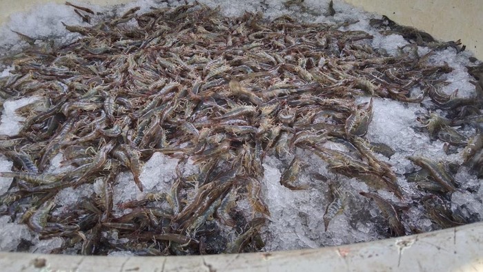 Udang Vaname di Bangka Belitung. (Deni Wahyono/detikSumbagsel)