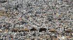 Waduh! Kambing Ternak Makan Sampah di TPA Cipayung