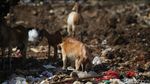 Waduh! Kambing Ternak Makan Sampah di TPA Cipayung
