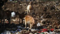 Minimnya kesadaran peternak di kawasan tersebut menyebabkan kawanan kambing berburu makanan di TPA yang dapat membahayakan kesehatan hewan, terlebih akan dijual untuk kurban Idul Adha.  