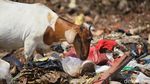 Waduh! Kambing Ternak Makan Sampah di TPA Cipayung