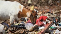 Kambing memakan sampah sisa rumah tangga seperti makanan yang dibuang.  