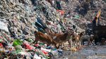 Waduh! Kambing Ternak Makan Sampah di TPA Cipayung