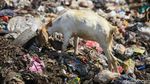 Waduh! Kambing Ternak Makan Sampah di TPA Cipayung