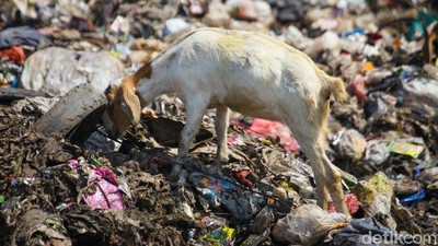 Waduh! Kambing Ternak Makan Sampah di TPA Cipayung