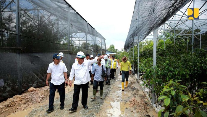 Dalam kunjungan kerjanya ke Provinsi Kalimantan Timur, Rabu (31/05), Menteri PUPR Basuki Hadimuljono melakukan peninjauan progres pembangunan jalan tol IKN segmen 3B KKT Kariangau - Sp. Tempadung serta area nursery yang berada di Balikpapan. Pada pembangunan jalan tol IKN segmen 3B tersebut, dibangun pula 12 tenda nursery seluas 2,3 ha dengan total saat ini sekitar 52.000 pohon dan akan terus bertambah hingga ratusan ribu pohon yang akan ditanam di koridir jalan tol.