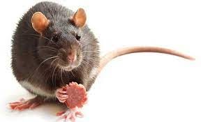 Bikin Mual! Wanita Ini Temukan Anak Tikus Berendam di Dalam Botol Saus