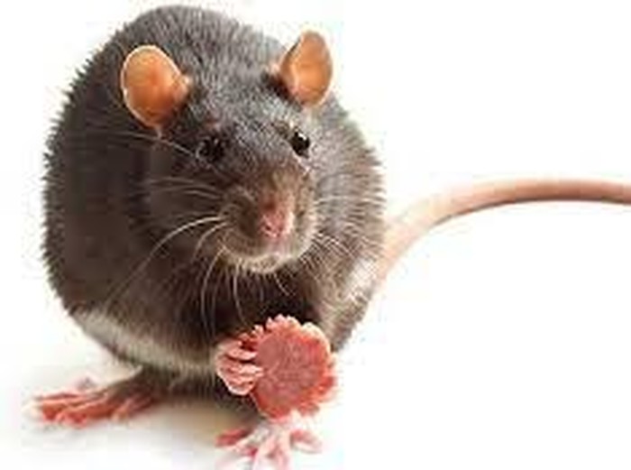 Bikin Mual! Wanita Ini Temukan Anak Tikus Berendam di Dalam Botol Saus