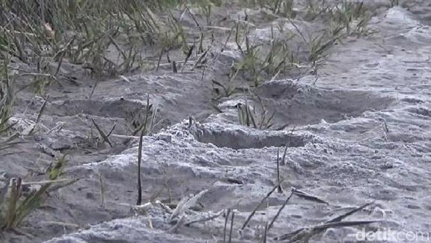 Kawasan Kaldera Gunung Bromo yang semula berupa hamparan pasir kini diselimuti salju. Fenomena salju di Bromo tersebut terjadi sejak Selasa, 30 Mei 2023.