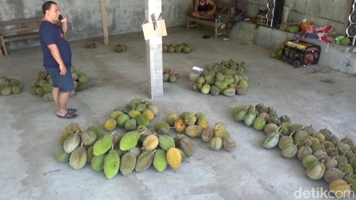 panen raya durian trenggalek