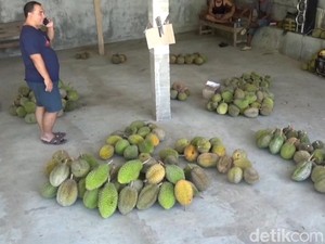 Panen Raya! Yuk Berburu Durian Legit di Watulimo Trenggalek