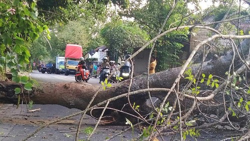 Pohon santan yang tumbang di wilayah Jasri Kelod, Kelurahan Subagan, Karangasem yang menyebabkan kemacetan sepanjang 2 kilometer, Kamis (1/6/2023).