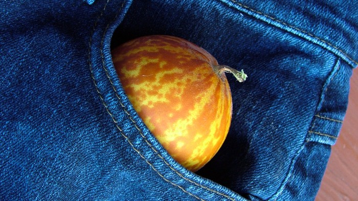 Queen Annes Pocket, Melon yang Aromanya Manis Enak Mirip Parfum
