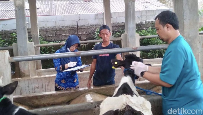 Vaksinasi hewan ternak di Depok