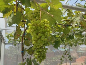 7 Rekomendasi Wisata Kebun Buah di Lampung, Mulai Jeruk sampai Buah Naga