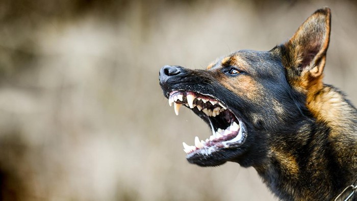 Aggressive dog shows dangerous teeth. German sheperd attack head detail.