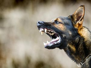 RI Catat Lebih dari 31 Ribu Gigitan Hewan Penular Rabies di 2023, 11 Meninggal!