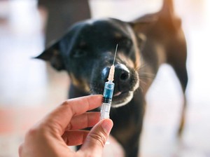Awas Anjing Gila! Kemenkes Catat Ada 31 Ribu Kasus Gigitan Hewan Penular Rabies
