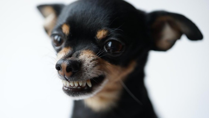 DKI Turut Waspadai Rabies, Gigitan Hewan Penular Meningkat di 2023