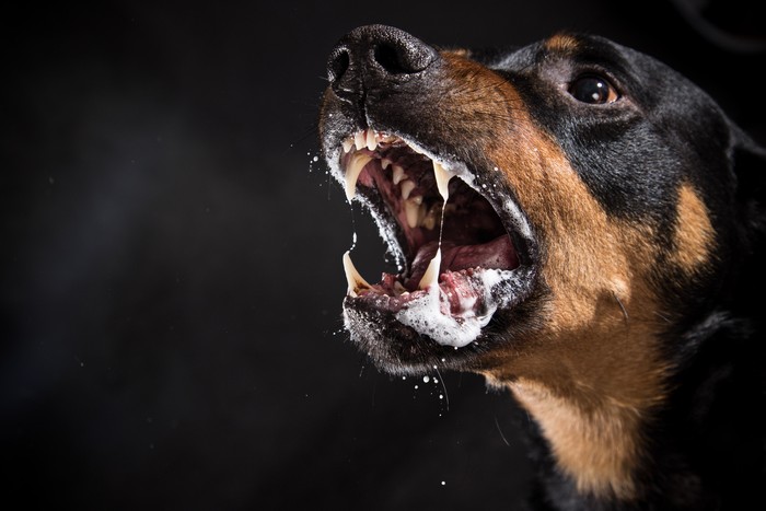 Ferocious Rottweiler barking mad on black background.