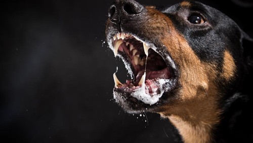 Ferocious Rottweiler barking mad on black background.