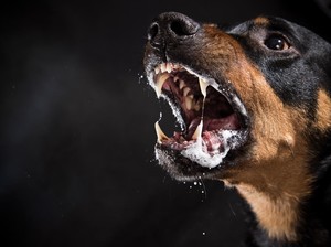 Dinkes DKI Catat 1.528 Kasus Gigitan Hewan Penular Rabies Sepanjang 2023