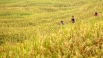 Asa di Jalur Puncak Dua
