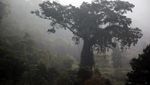 Asa di Jalur Puncak Dua